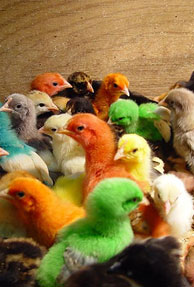 Diversity: How does it Matter to your Startup?